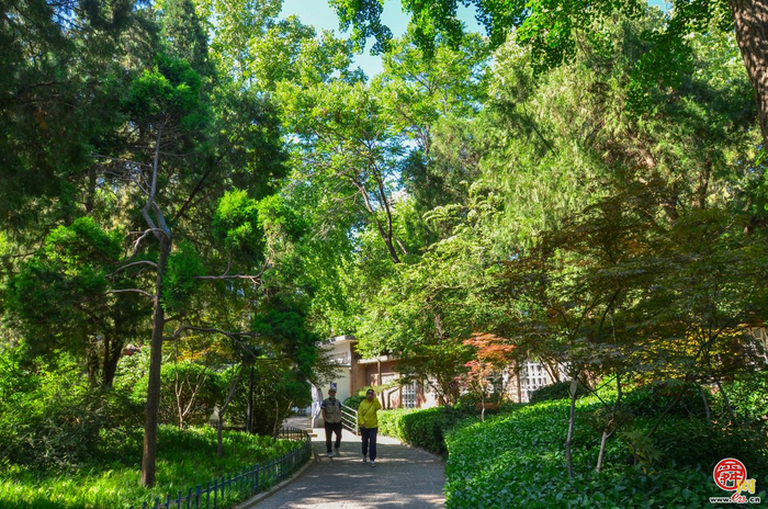 “古树济南”有请您，本周五晚中山公园有“tree-walk”展演！
