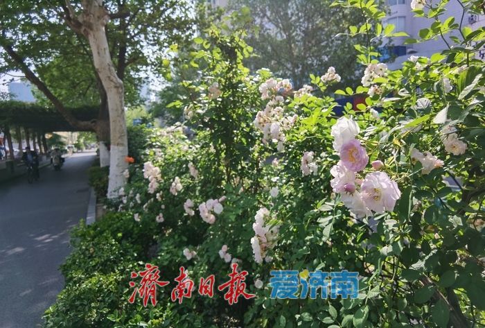 泉城街头繁花似锦，蔷薇月季次第绽放扮靓城市春光