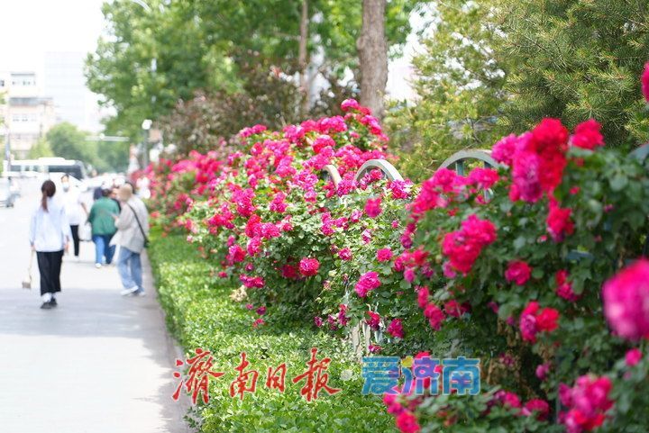 济泺路百米“月季花墙” 铺展泉城初夏诗意长卷