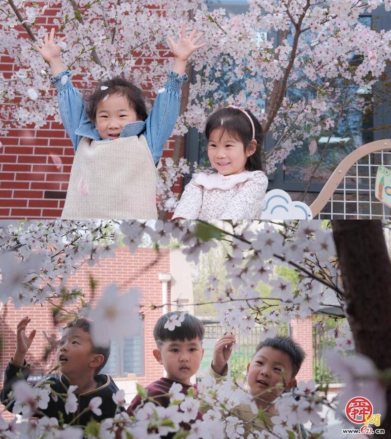 这所幼儿园有一棵好美好美的樱花树！