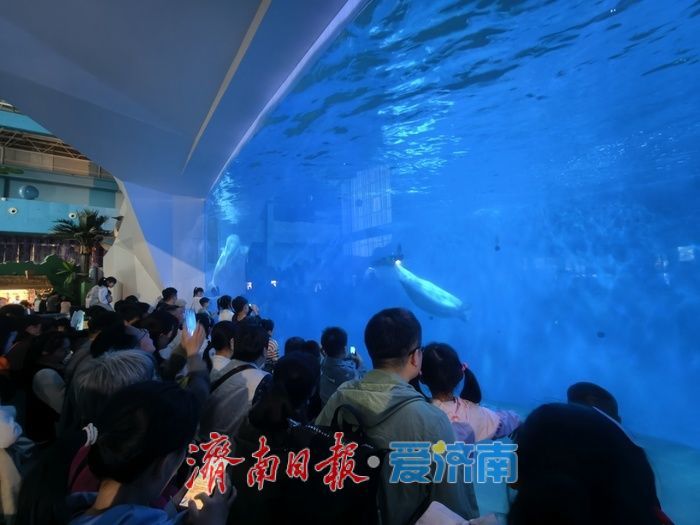 “五一”假期，海洋馆文旅消费持续走俏