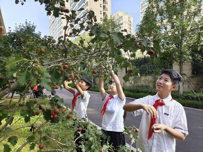 山楂红了！历下区这所中学校园硕果累累