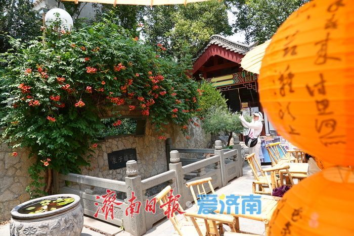 一年四季 泉在济南丨花墙子泉畔凌霄开 花泉相映尽显泉城诗意