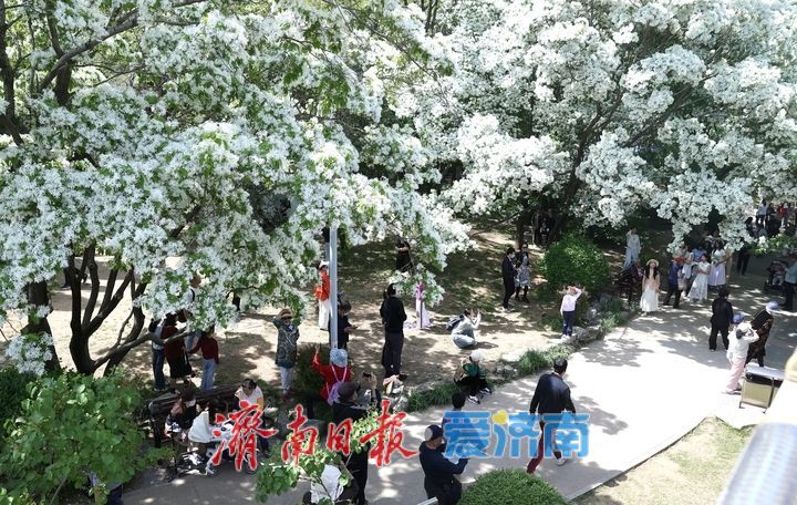 泉城公园流苏花开如雪 游客争相打卡“四月雪”