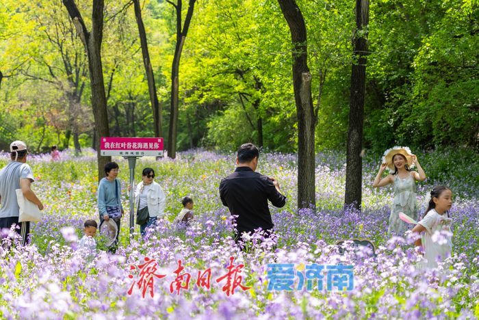 亮相央视获点赞，济南红叶谷邀您打卡花海盛宴