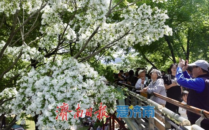 泉城公园流苏花开如雪 游客争相打卡“四月雪”