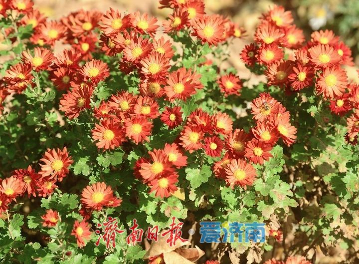 层林尽染秋意浓，“佛山赏菊”正当时