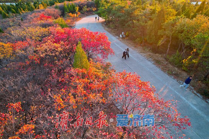 平分秋色！崮山公园漫山层林尽染 迎来最佳观赏期