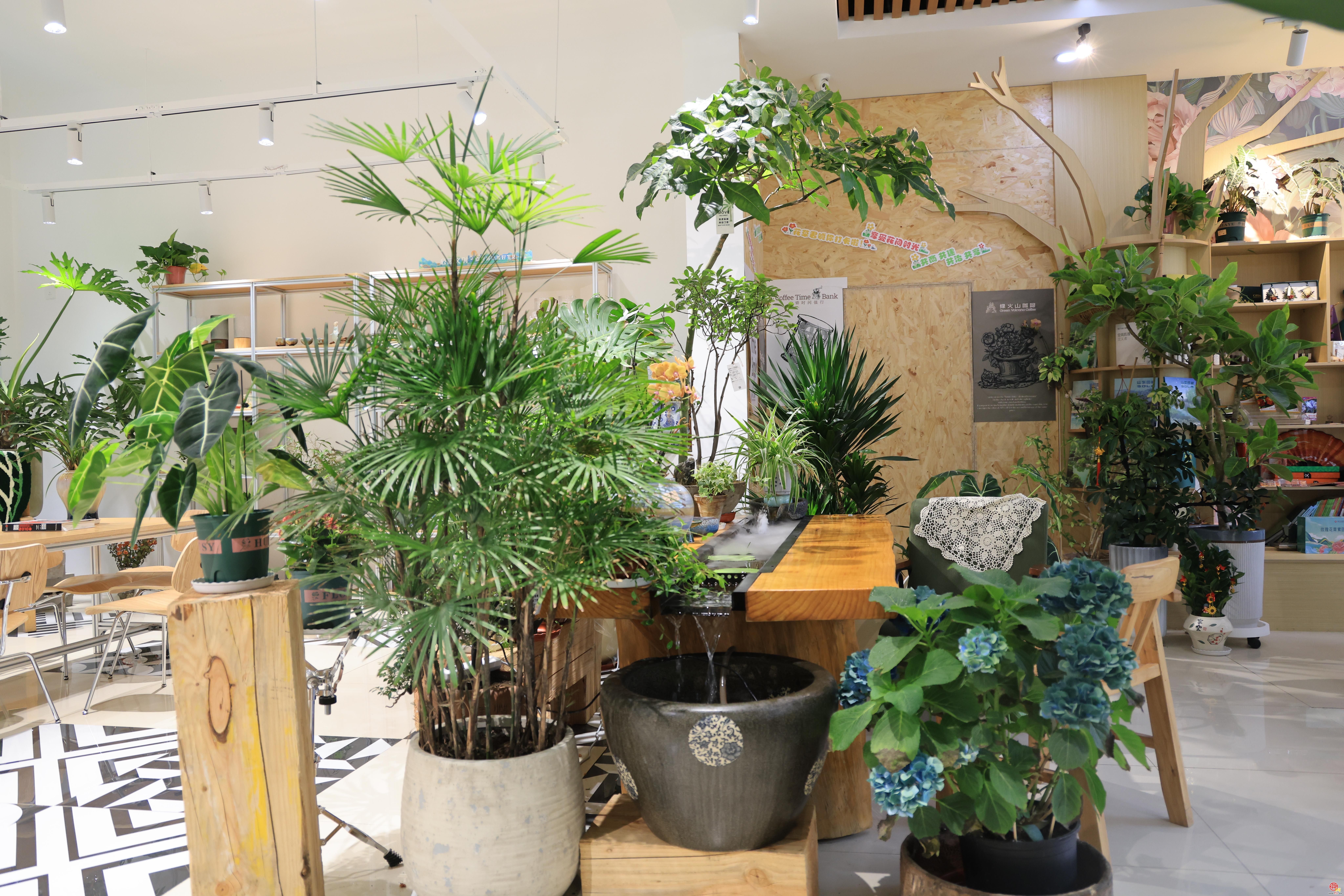 打造城市绿色客厅 济南市泉民园艺中心领航店正式开放
