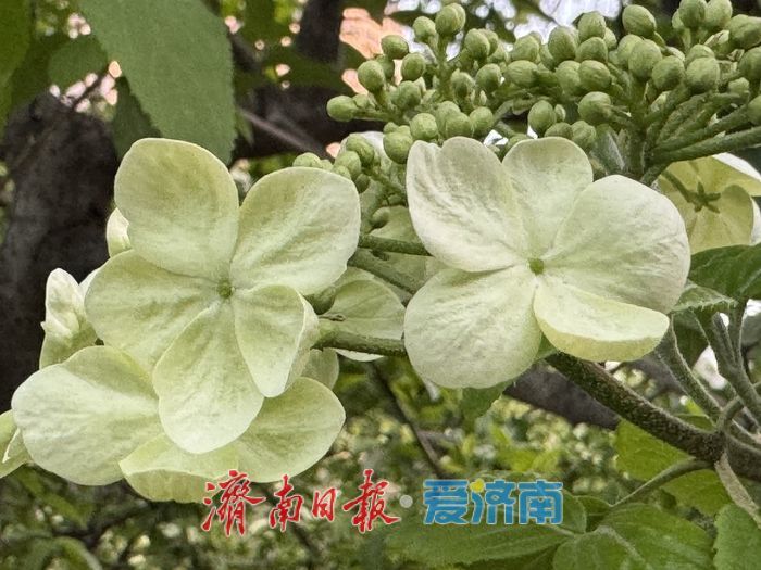 泉城公园琼花盛开 清雅春色引游人