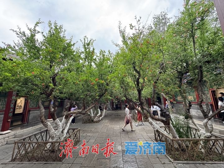 百年榴花映古建 万竹园里夏韵浓