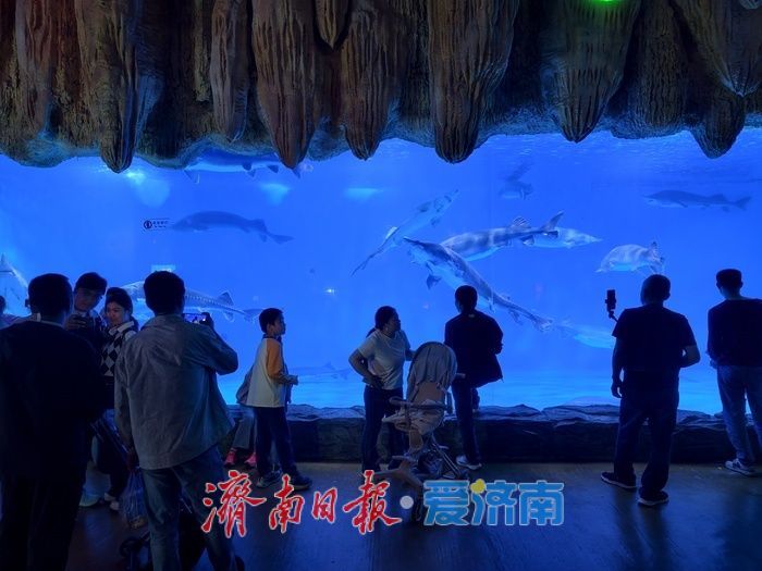 “五一”假期，海洋馆文旅消费持续走俏
