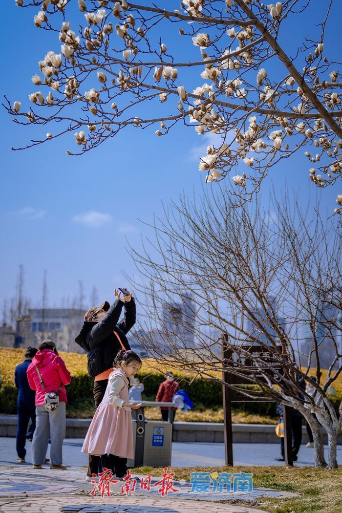 暖阳催花绽！泉城广场玉兰花悄然盛开，邂逅早春浪漫