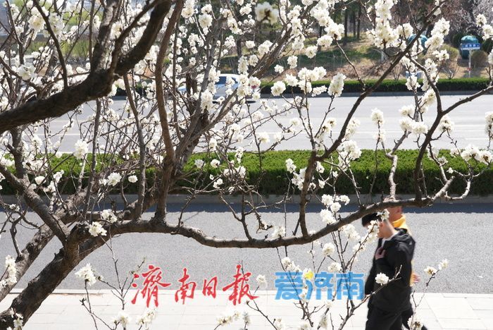 济南腊山河畔白色梅花盛放如粉似雪