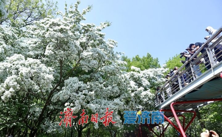 泉城公园流苏花开如雪 游客争相打卡“四月雪”