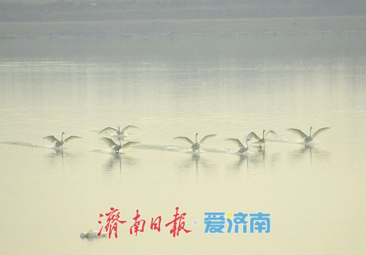 泉城年味气氛组已就位，是“蛇”候过年啦！