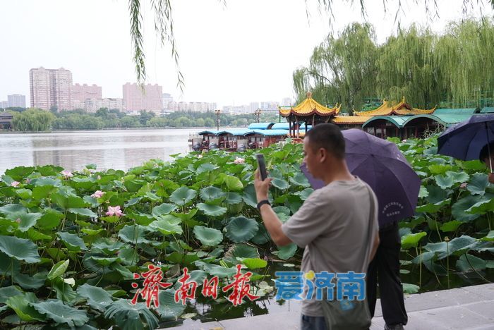 烟雨明湖 水墨泉城