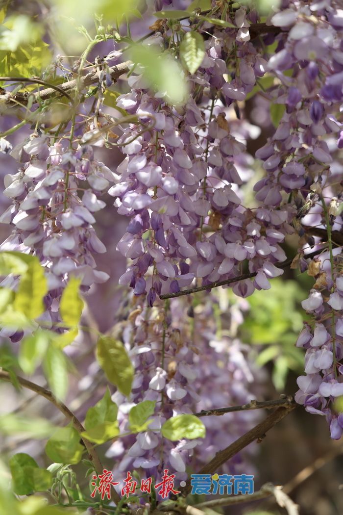泉城公园“紫藤瀑布”成为新晋打卡点