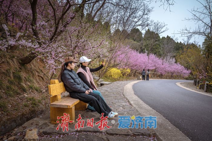 漫山粉霞醉游人！济南红叶谷梅花进入盛花期