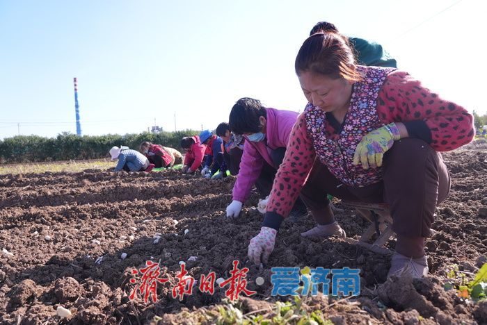 抓秋收抢秋种 喜绘丰收画卷