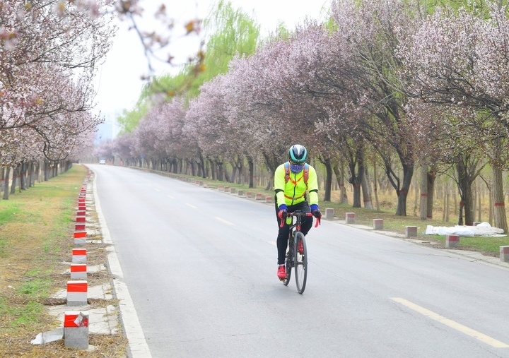 一路繁花醉人心，济南黄河畔“樱花大道”等你来打卡