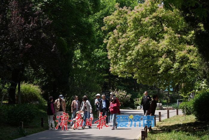 “粉黛”染春色，黄栌醉泉城