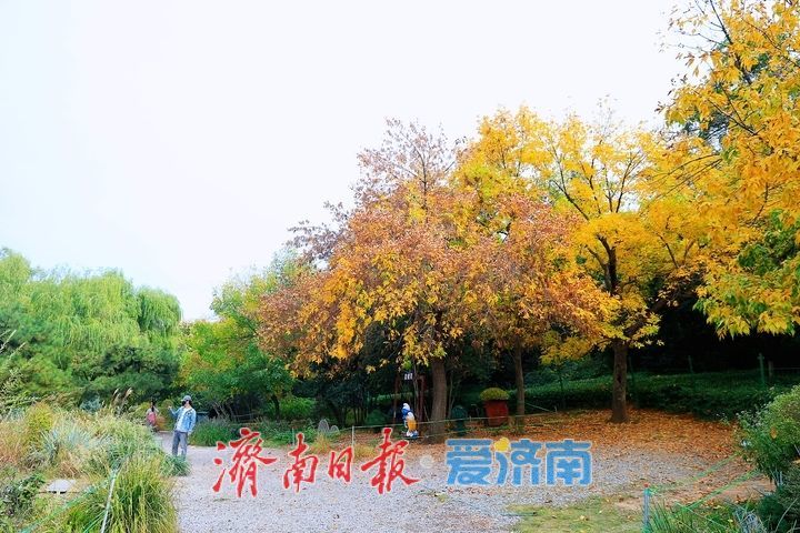 一年四季 泉在济南丨层林尽染秋意浓 市民游园赏景乐享时光