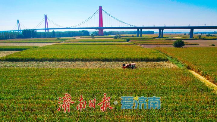 良田绘秋色 丰收正当时