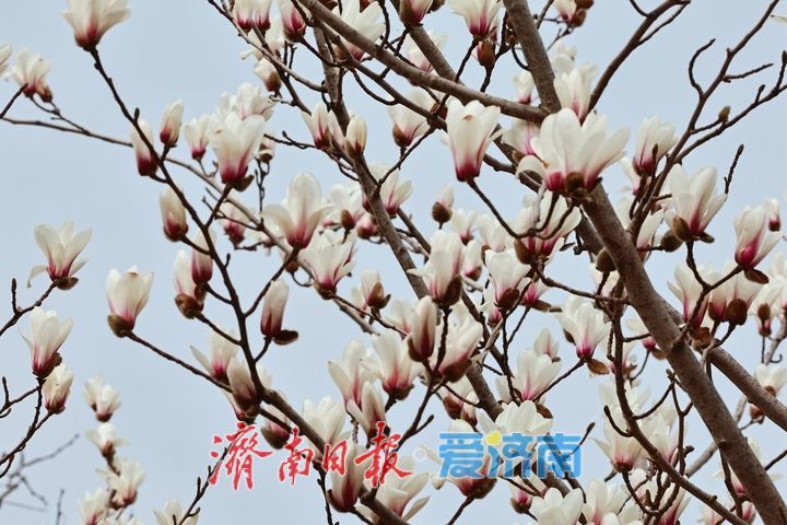 春花烂漫景色美 市民踏青享春光