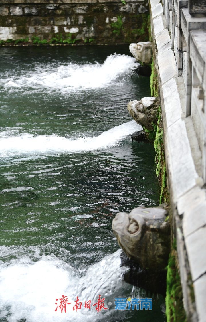 雨助泉涌，济南黑虎泉水位一夜攀升7厘米