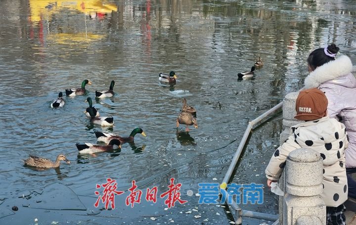 生机无限！绿头鸭嬉戏畅游泉城公园映日湖