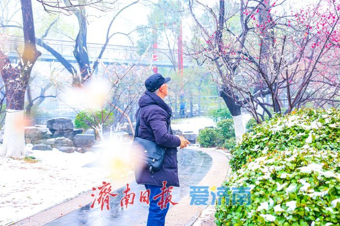 一年四季 泉在济南丨粉缀芳园，梅韵泉城