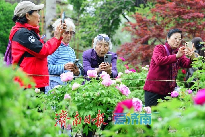 一年四季 泉在济南丨雨润牡丹娇艳欲滴，泉城市区最大牡丹园春色无边