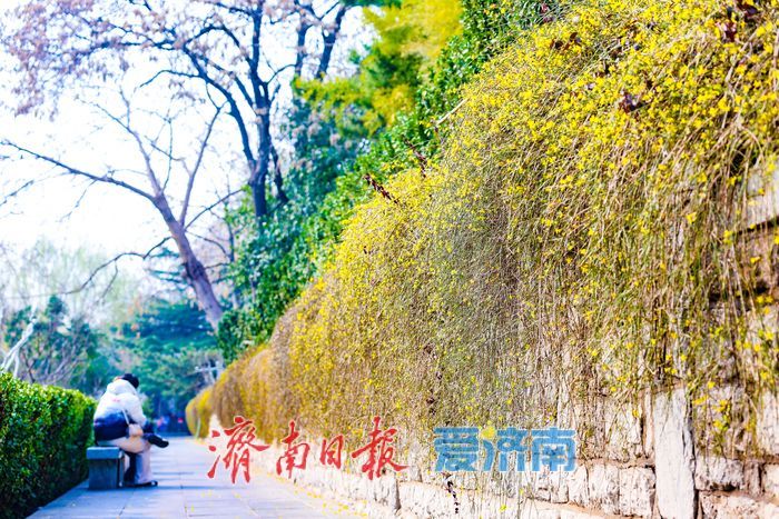 一年四季 泉在济南丨黑虎泉公园迎春花竞相绽放
