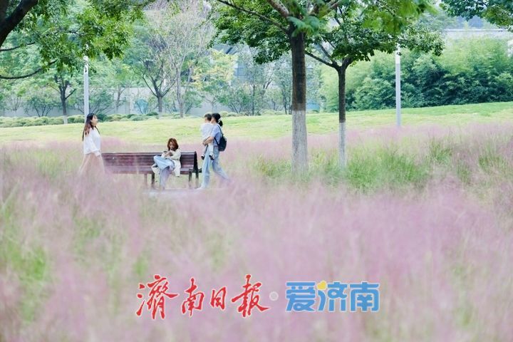 泉城人才公园粉黛进入盛花期 邂逅秋日粉色浪漫