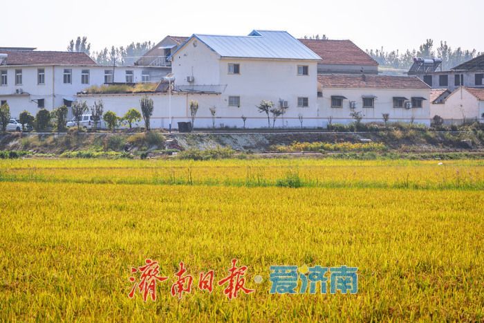 稻熟时节，邂逅乡村生态之美