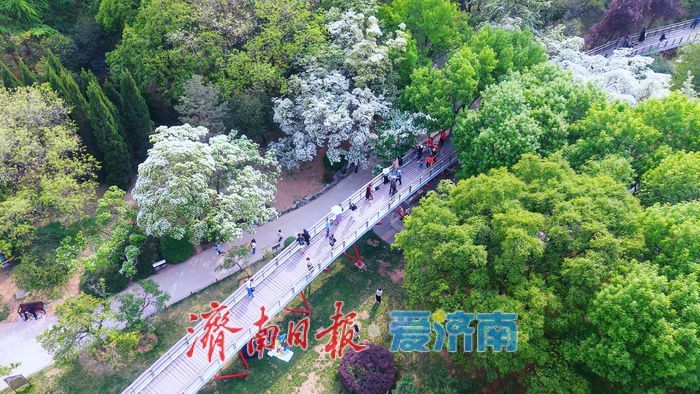 济南四月“飘雪”奇观！泉城公园流苏花海限时绽放，这份打卡指南请收好