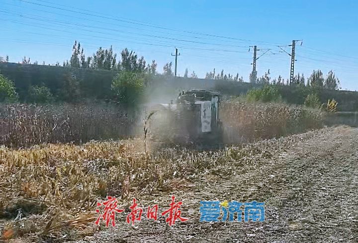 趁天晴抢收粮 人机协动颗粒归仓