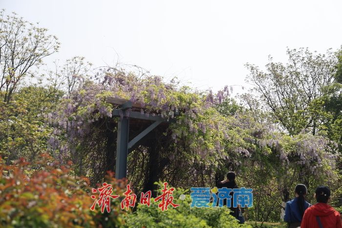 泉城公园“紫藤瀑布”成为新晋打卡点