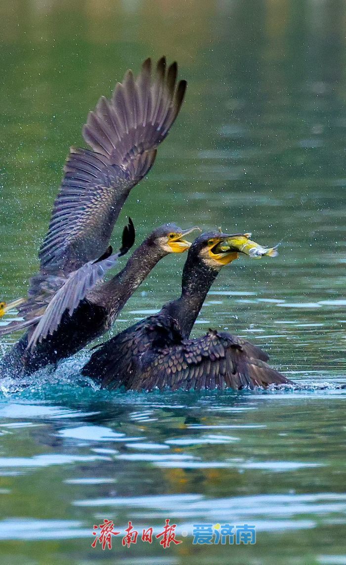十年“打鸟”记录完整生态改善链条 济南生态向好引鸟类“安家”