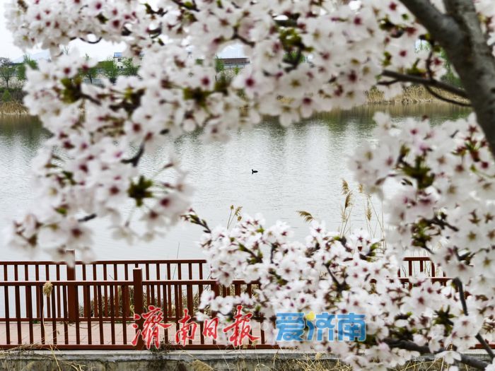 樱花盛放扮靓城市河畔 春日画卷引客来