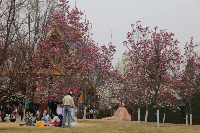一年四季 泉在济南丨3000余株玉兰盛放，济南植物园进入最美赏花季