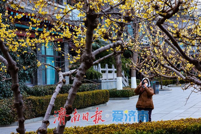 济南大明湖景区腊梅迎来盛花期，冬日亭廊添诗意