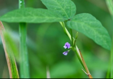 野大豆：育种专家青睐的国家二级保护野生植物