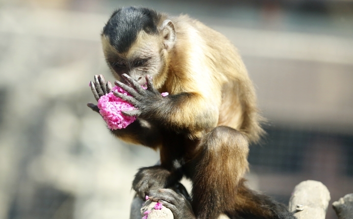 清明假期，济南动物园里感受食物丰容新体验