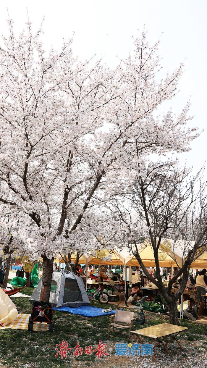 一年四季 泉在济南｜赴一场浪漫樱花雨 济南鲜花港露营赏樱正当时