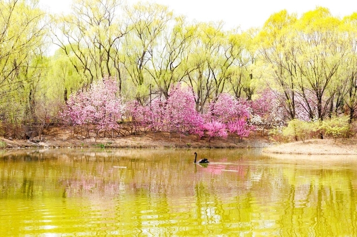 在野生动物世界里，不仅仅是植树