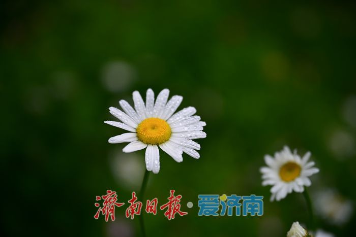 一年四季 泉在济南丨雨后济南森林公园美如画：雏菊带露，市民乐享清新