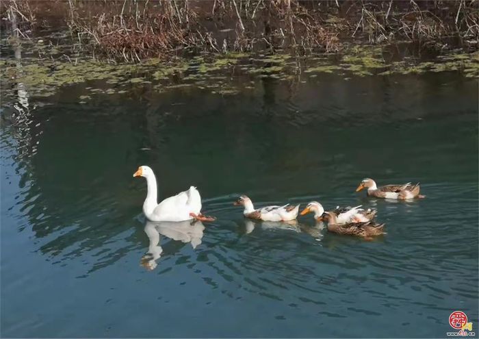 观花官庄丨一湾春水两岸山，三角湾村四月天