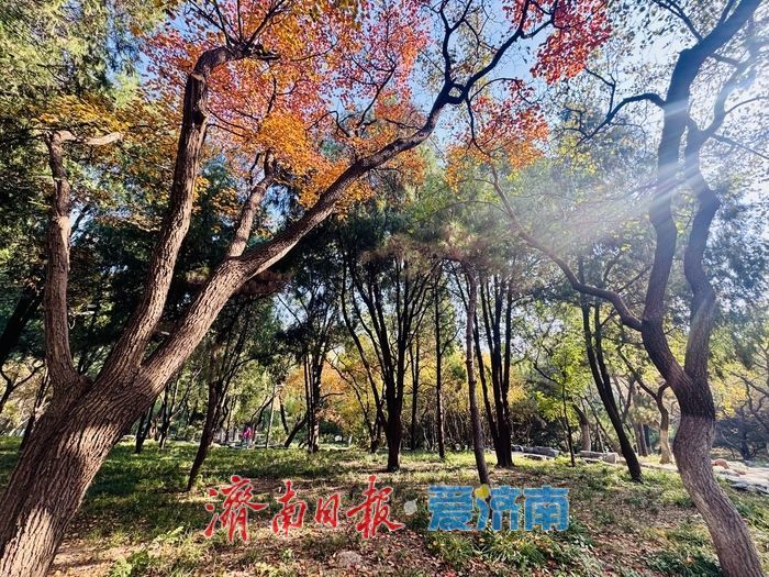 初冬泉城公园：彩叶如绘，醉美游人
